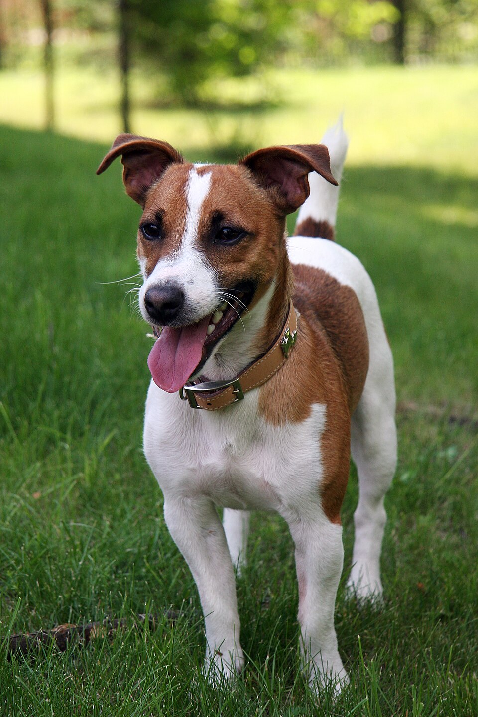 Jack Russell Terrier — breed photo