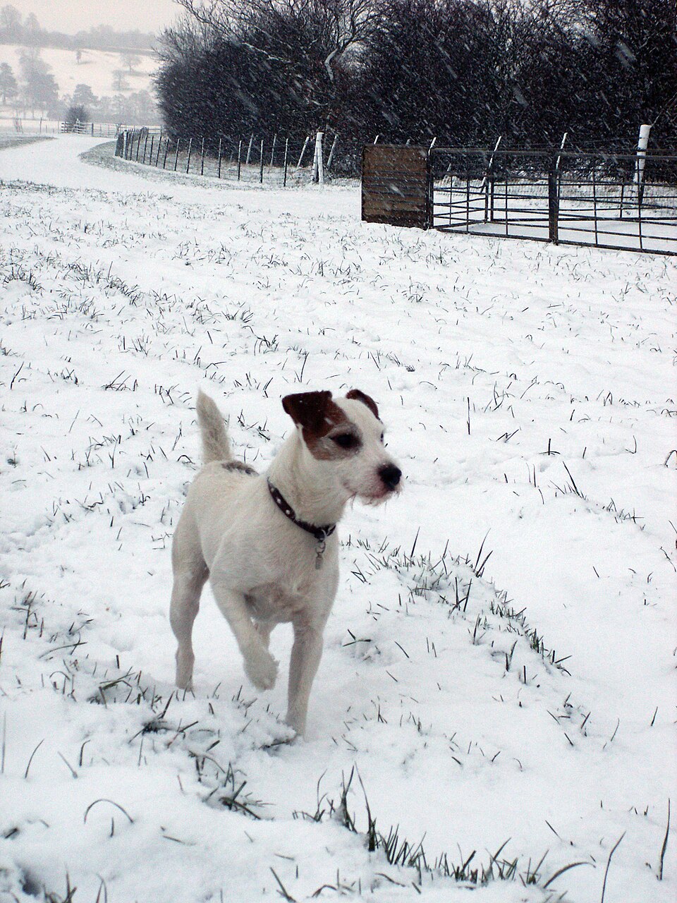 Jack Russell Terrier — second view