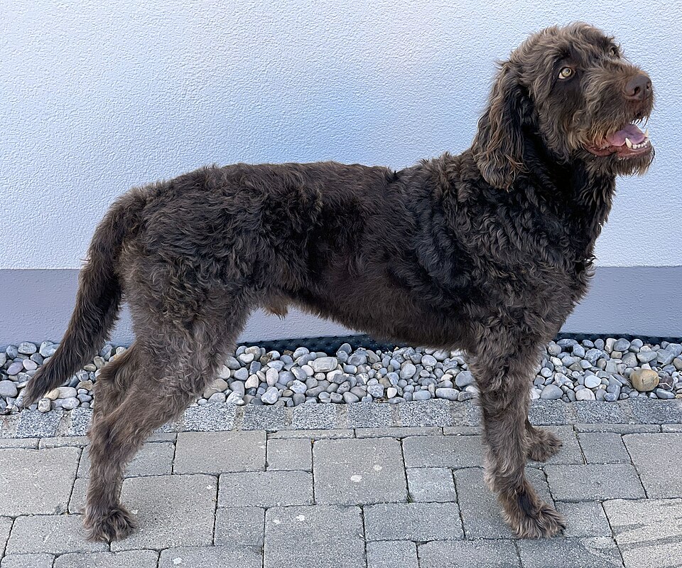 Labradoodle — breed photo