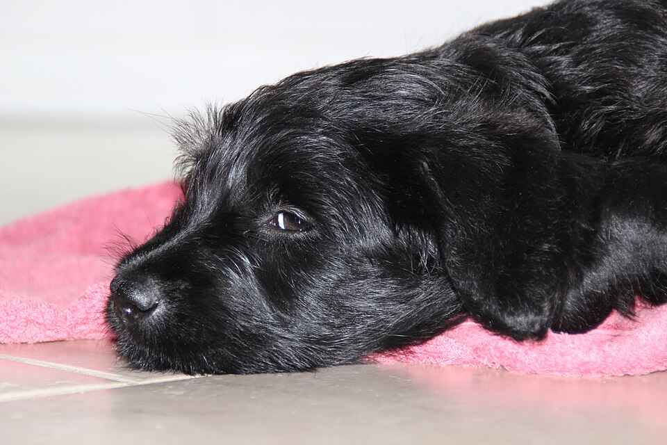 Labradoodle — full body