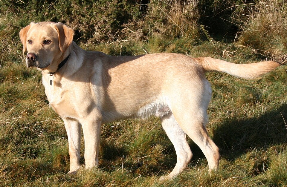 Labrador Retriever — breed photo