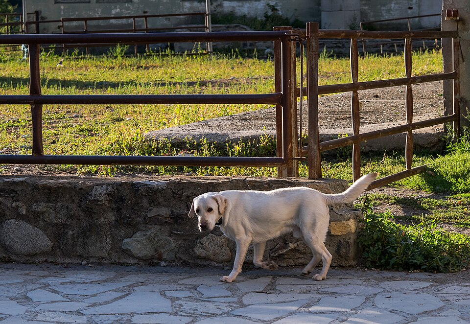 Labrador Retriever — second view