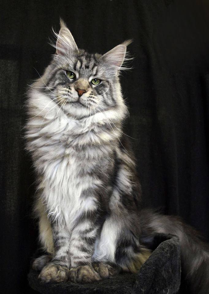 Maine Coon — breed photo