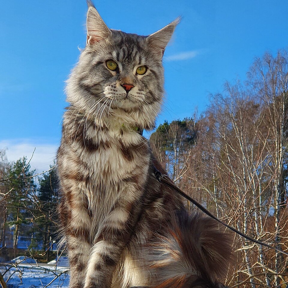 Maine Coon — full body