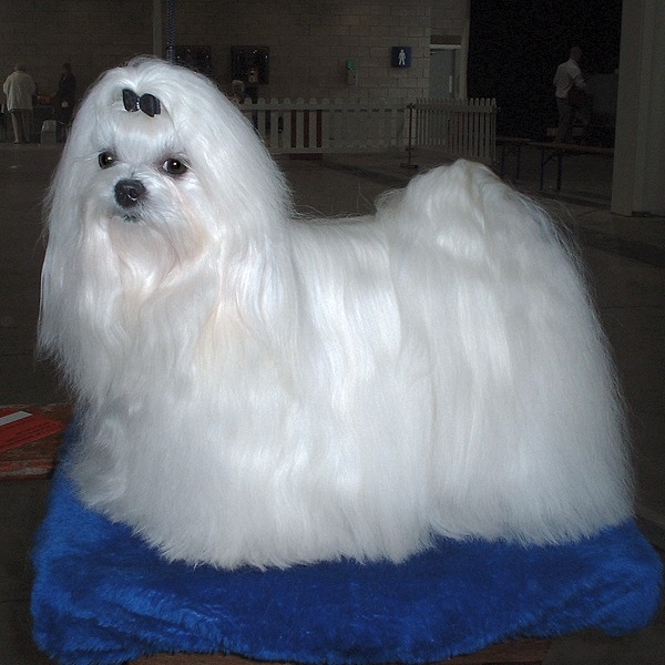 Maltese — breed photo