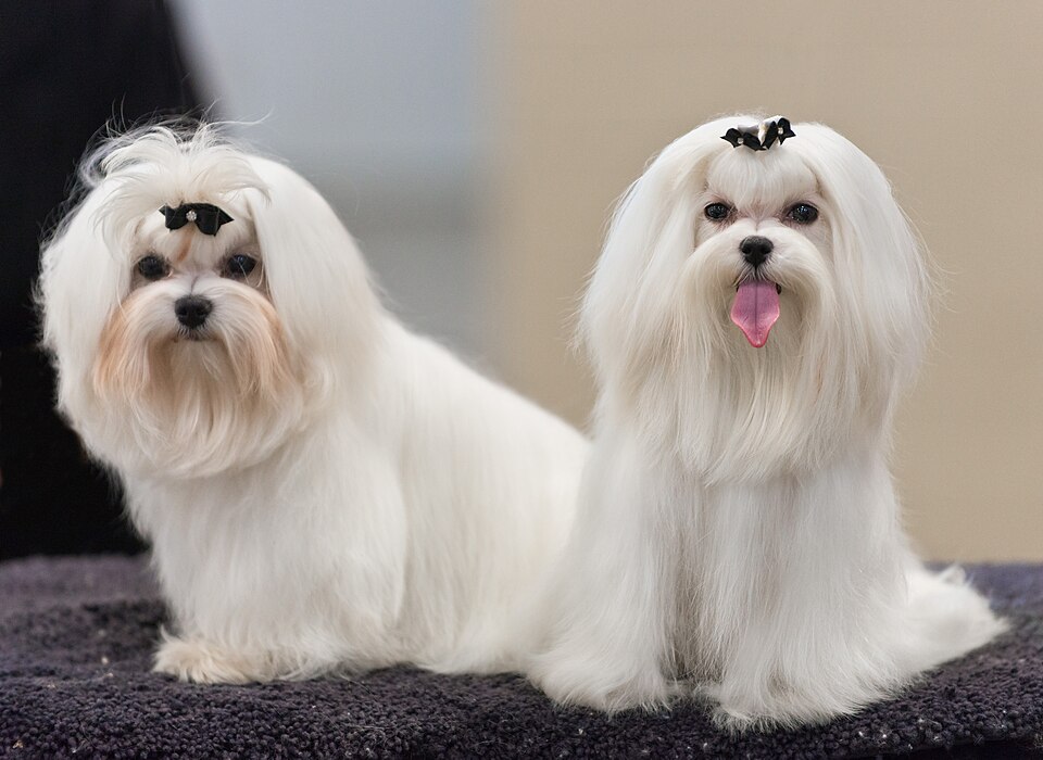 Maltese — second view