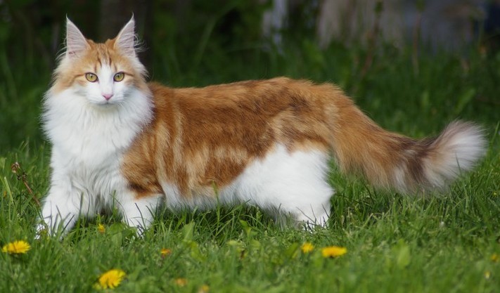 Norwegian Forest Cat — breed photo