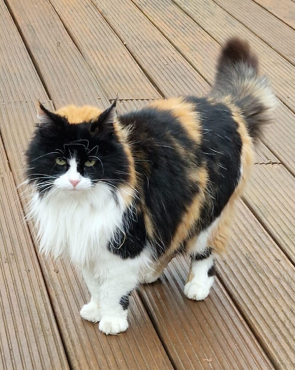 Norwegian Forest Cat — second view
