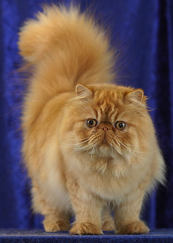 Persian — breed photo