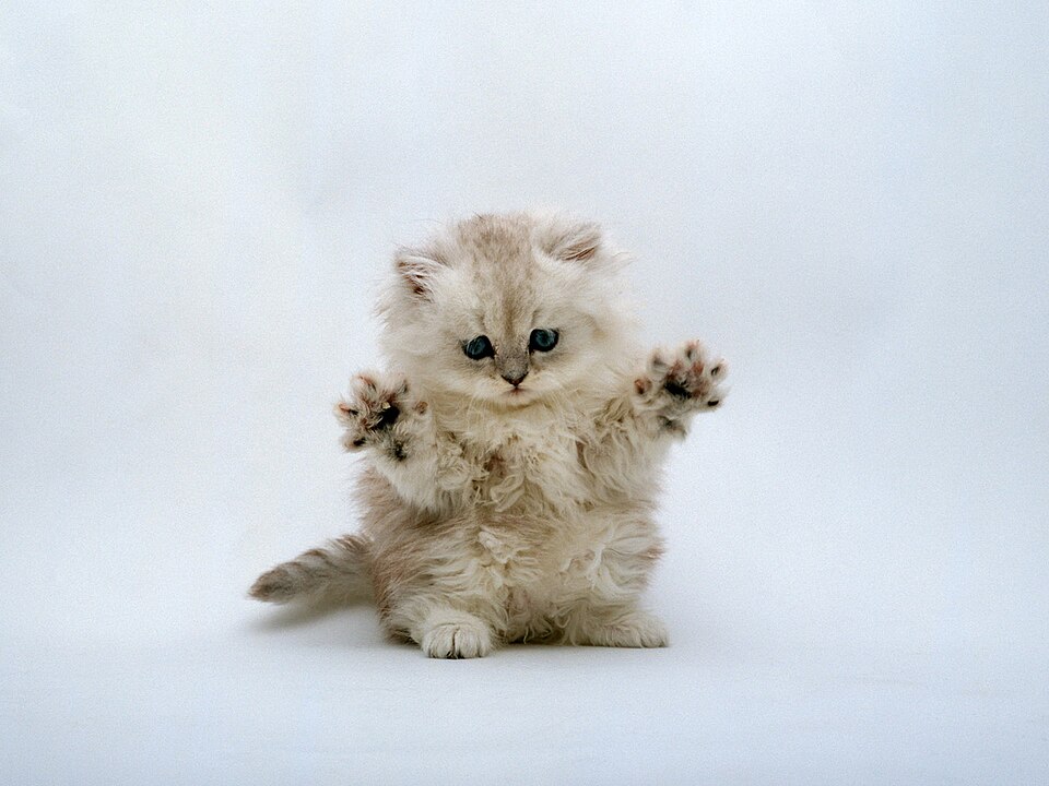 Persian — full body