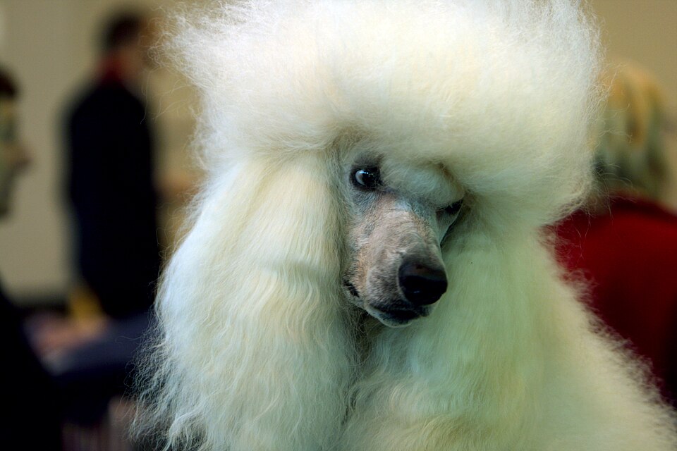 Standard Poodle — breed photo