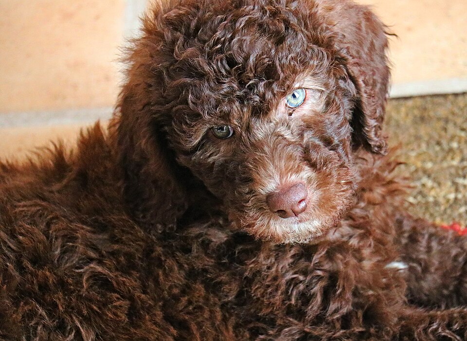 Standard Poodle — second view
