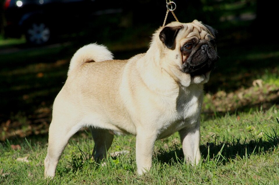 Pug — breed photo