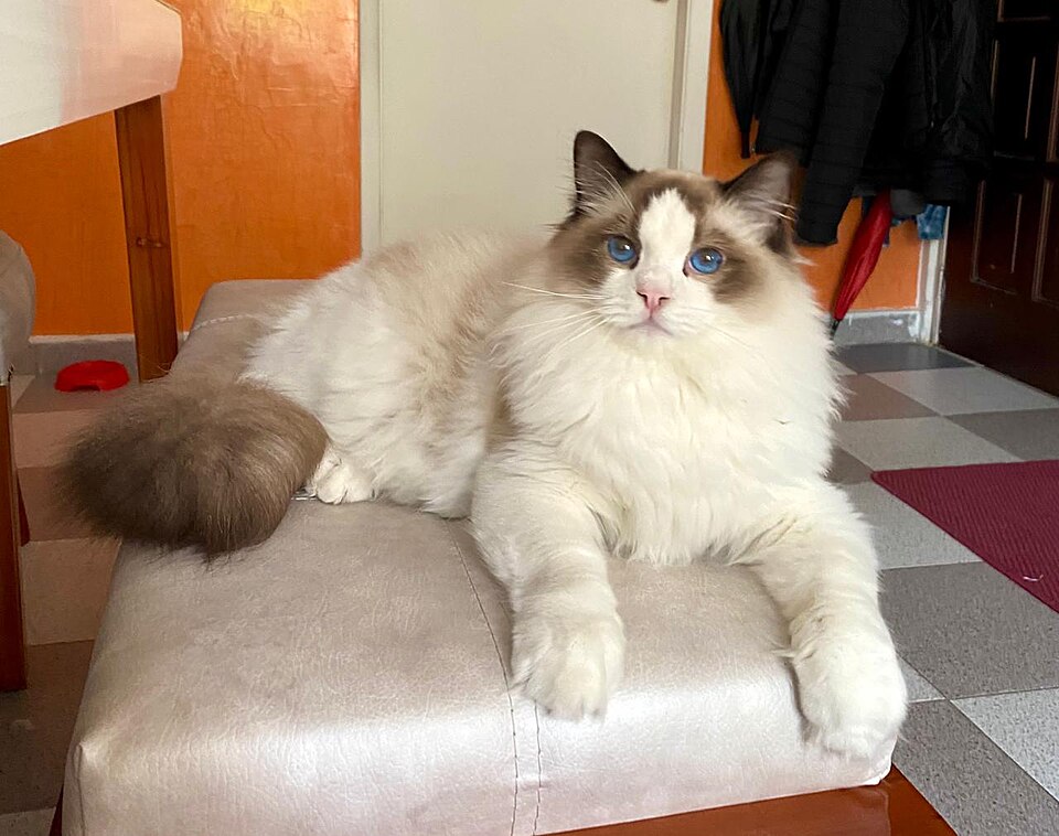 Ragdoll — breed photo