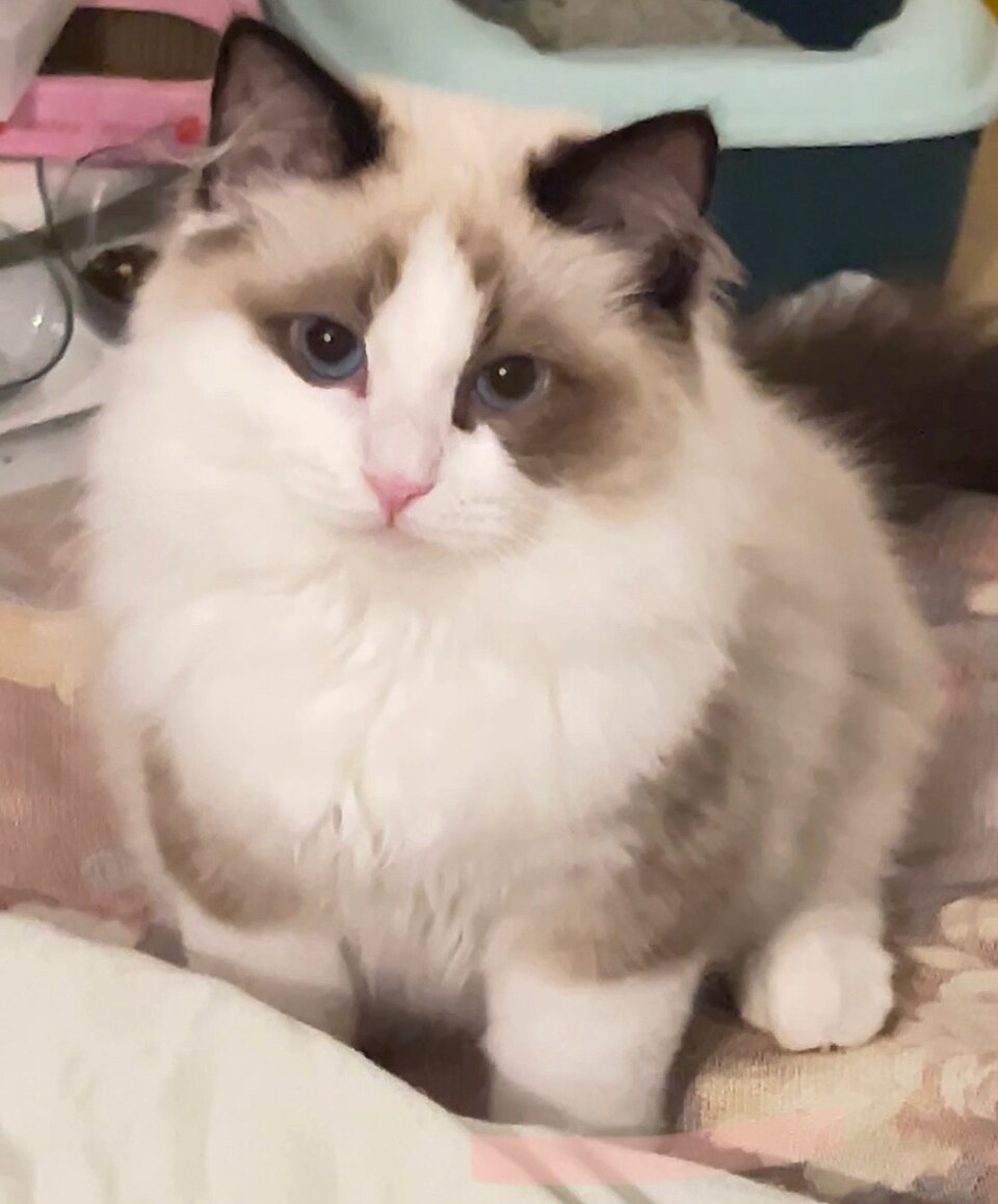 Ragdoll — second view