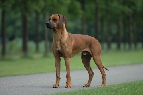 Rhodesian Ridgeback — breed photo