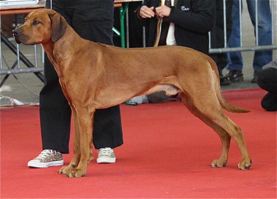 Rhodesian Ridgeback — second view