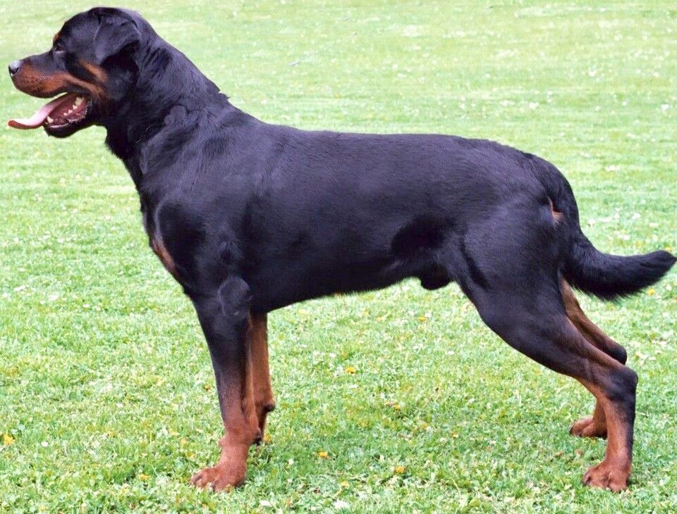 Rottweiler — breed photo