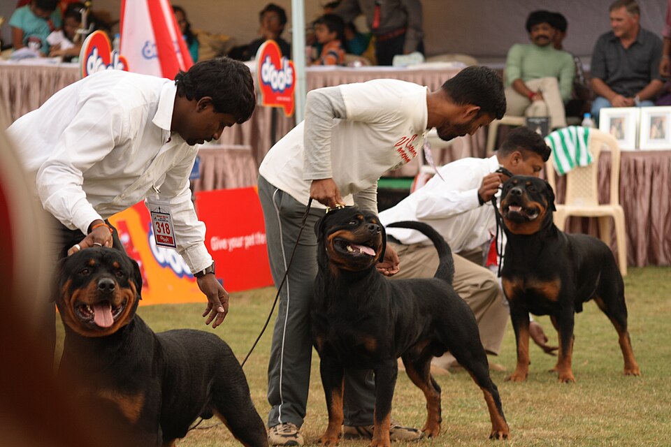 Rottweiler — second view