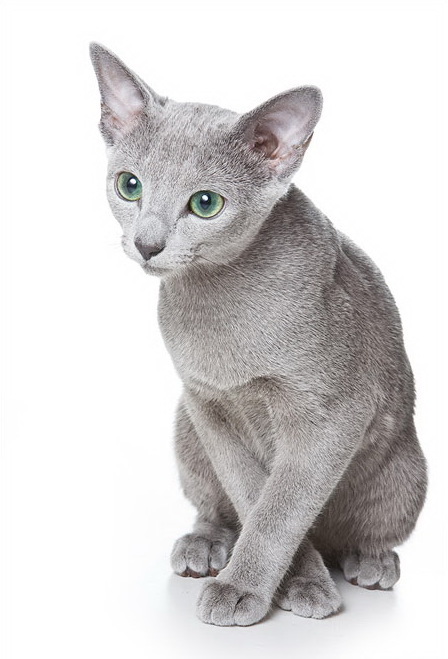 Russian Blue — breed photo