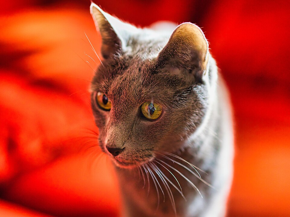 Russian Blue — second view
