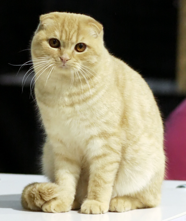 Scottish Fold — breed photo