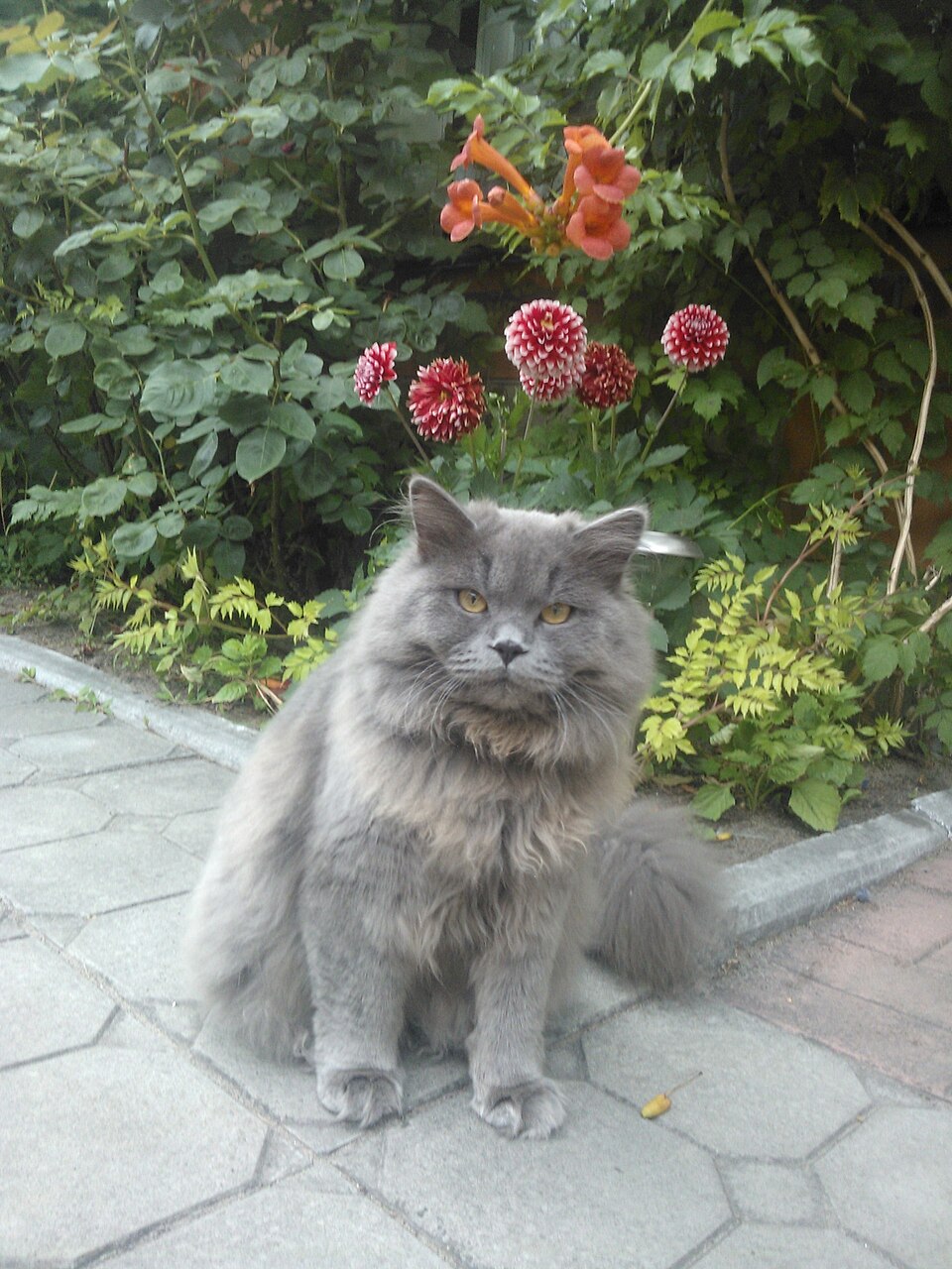 Scottish Fold — second view