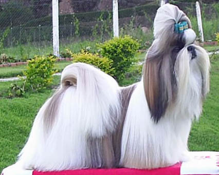 Shih Tzu — breed photo