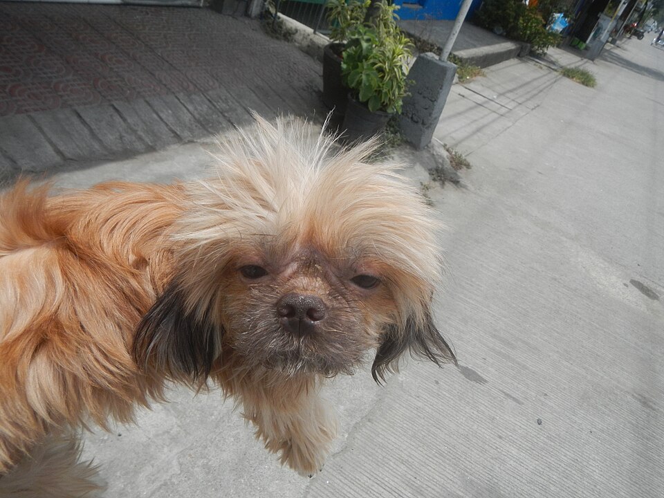 Shih Tzu — second view