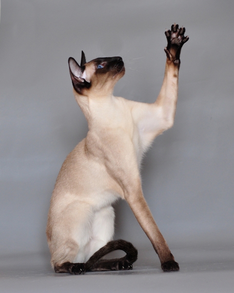 Siamese — breed photo