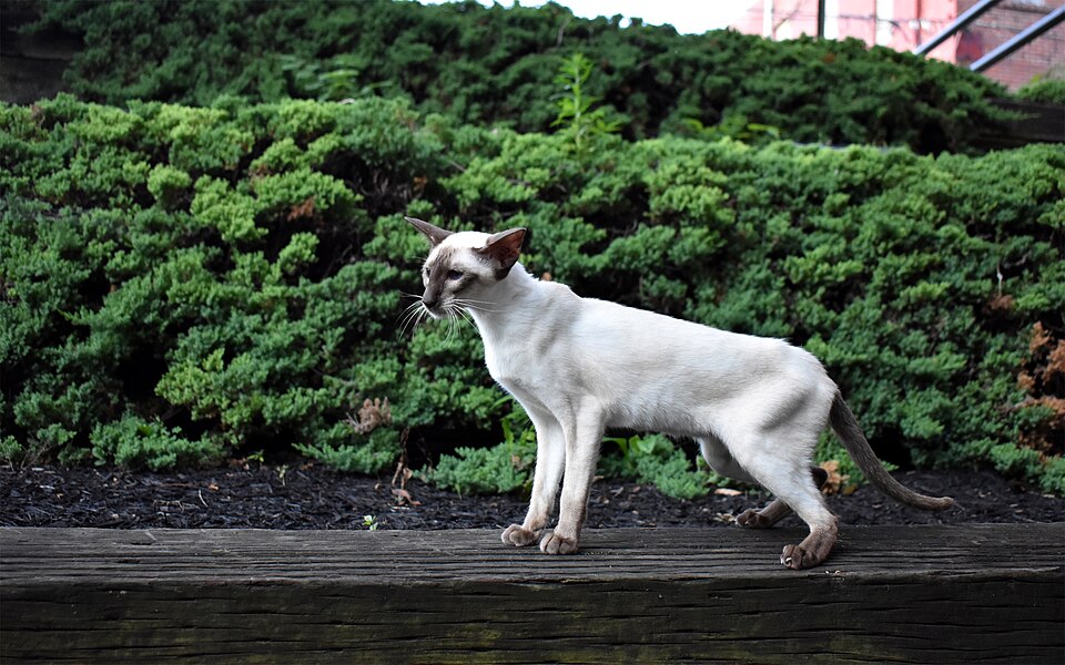 Siamese — second view