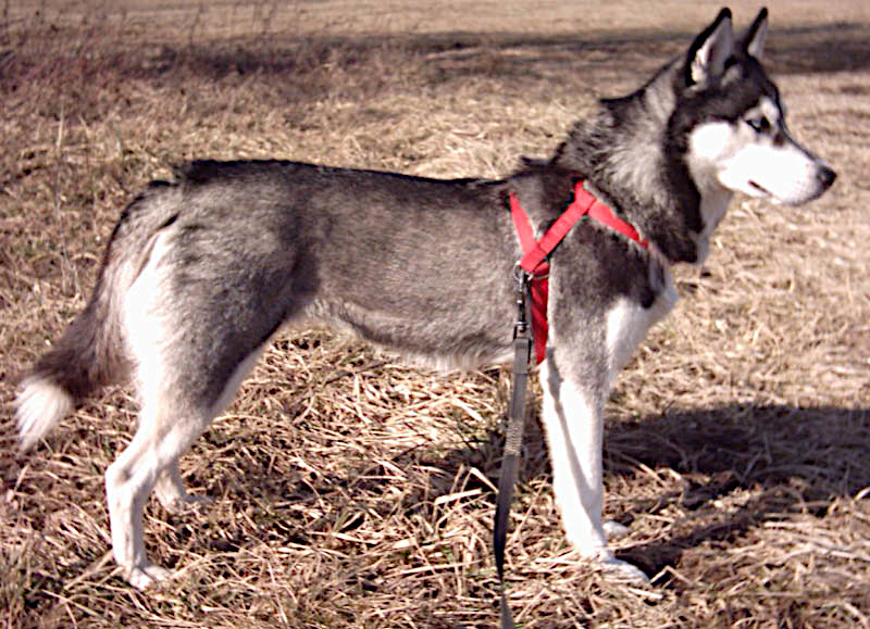 Siberian Husky — breed photo
