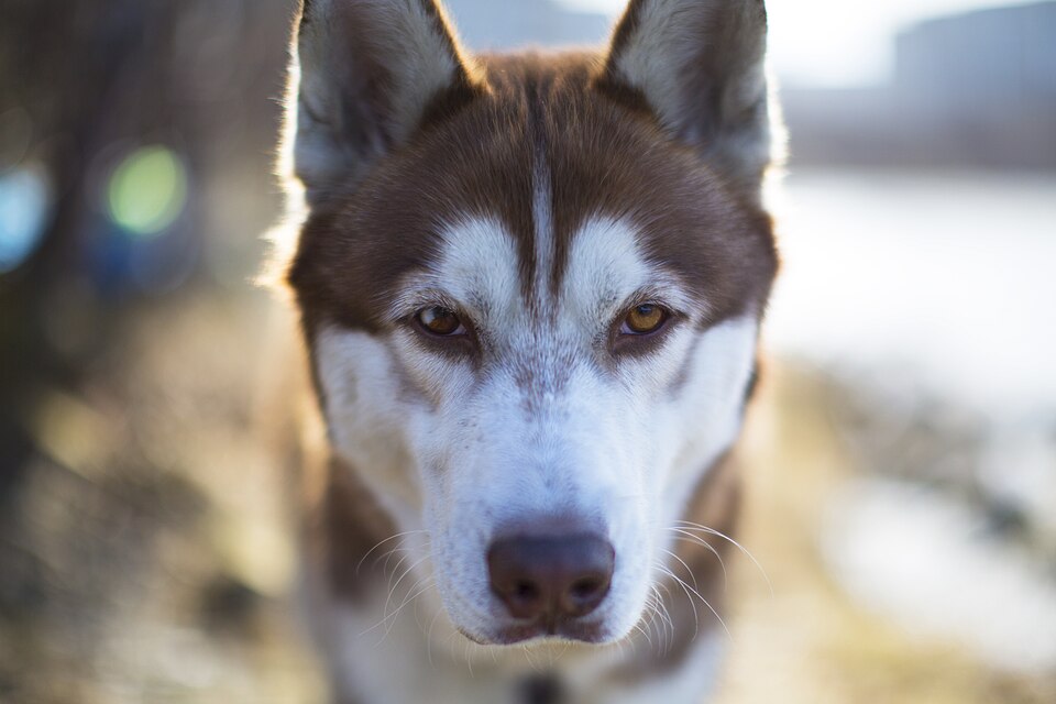 Siberian Husky — portrait