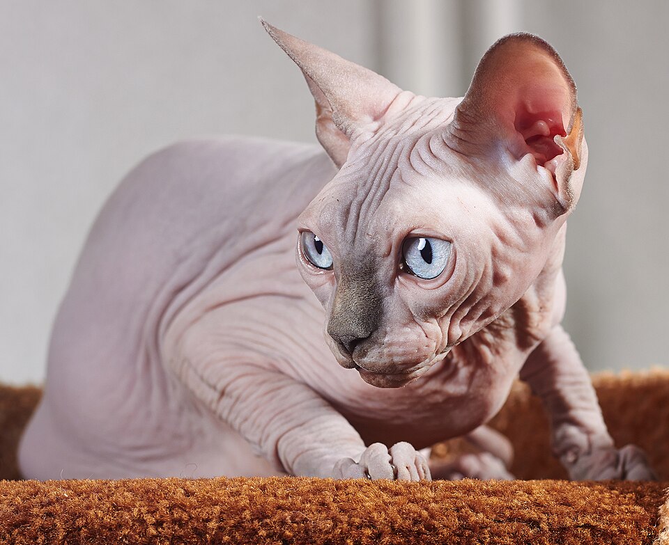 Sphynx — full body