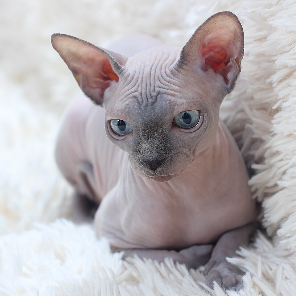Sphynx — portrait