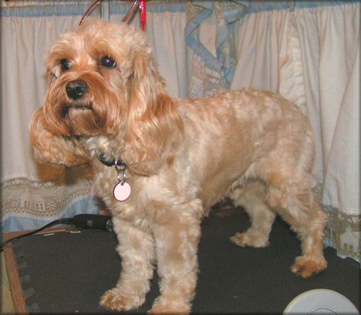 Spoodle — breed photo
