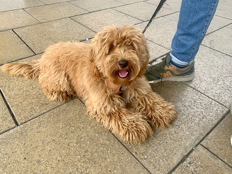Spoodle — full body cockapoo
