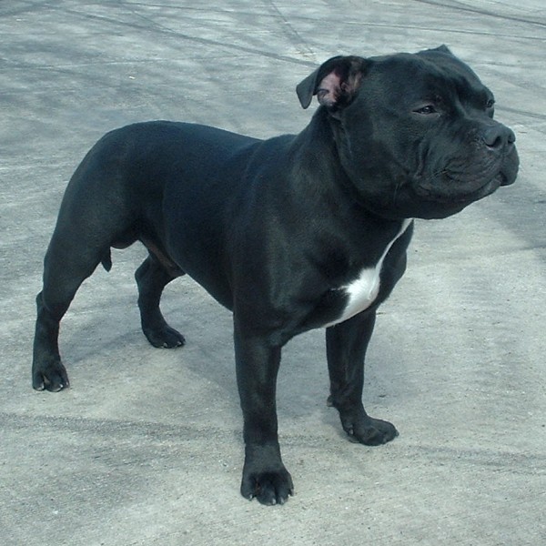 Staffordshire Bull Terrier — breed photo