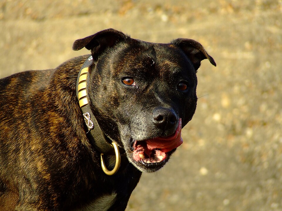 Staffordshire Bull Terrier — brindle portrait