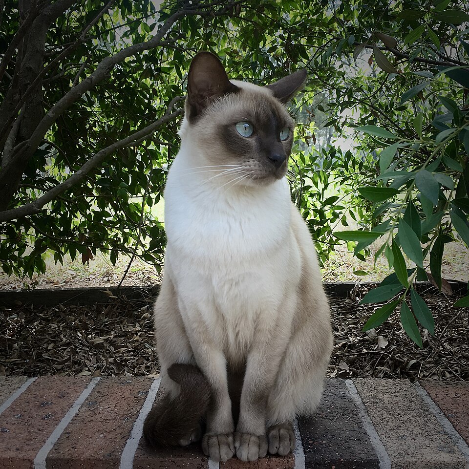 Tonkinese — breed photo