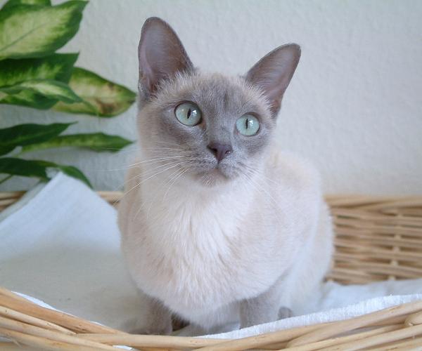 Tonkinese — second view
