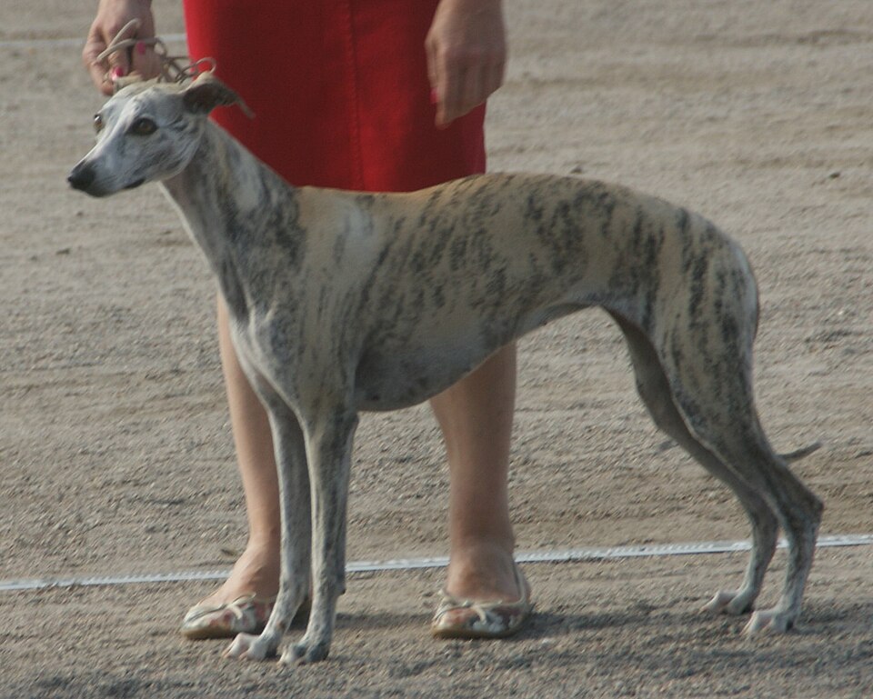 Whippet — breed photo