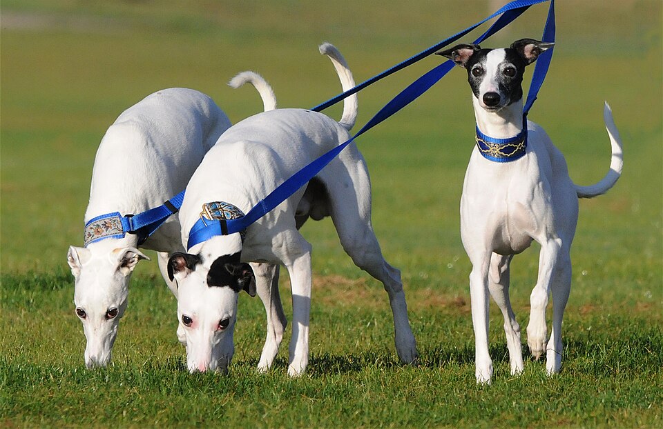 Whippet — second view