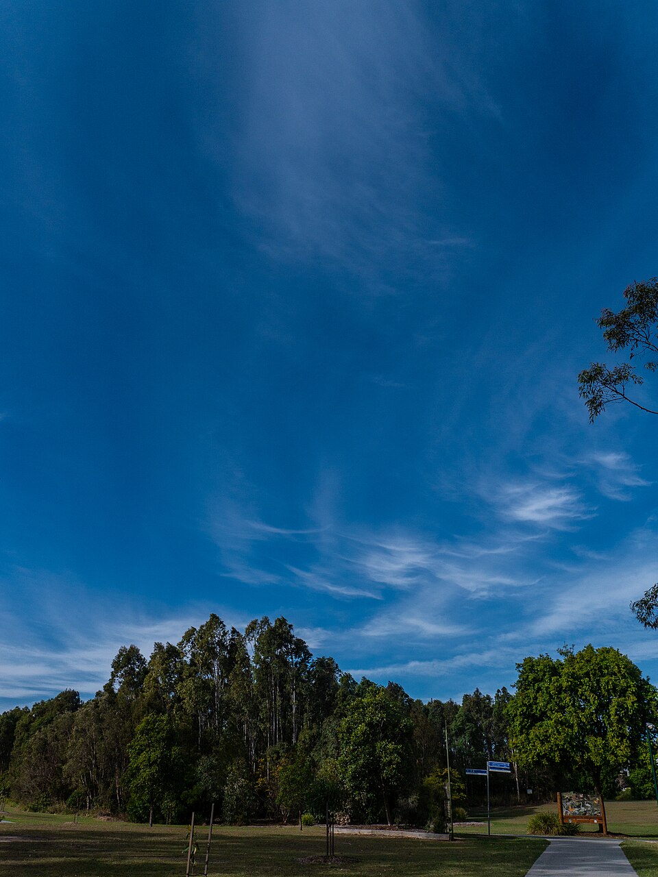 North Brisbane reserve — trees and open space