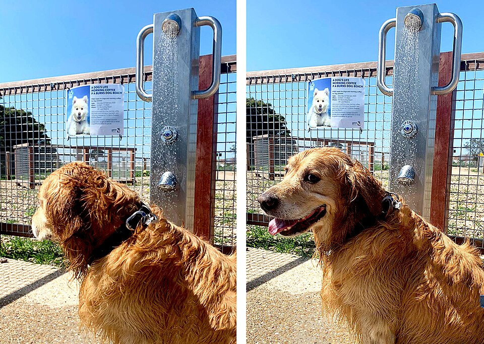 Altona Dog Beach — sand and foreshore