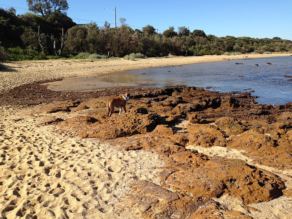 Ricketts Point — Beaumaris marine sanctuary coast
