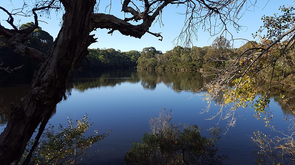 Blackburn Lake Sanctuary — bush paths