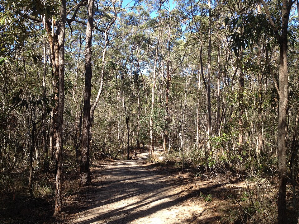 Brisbane forest reserve — dirt bush track