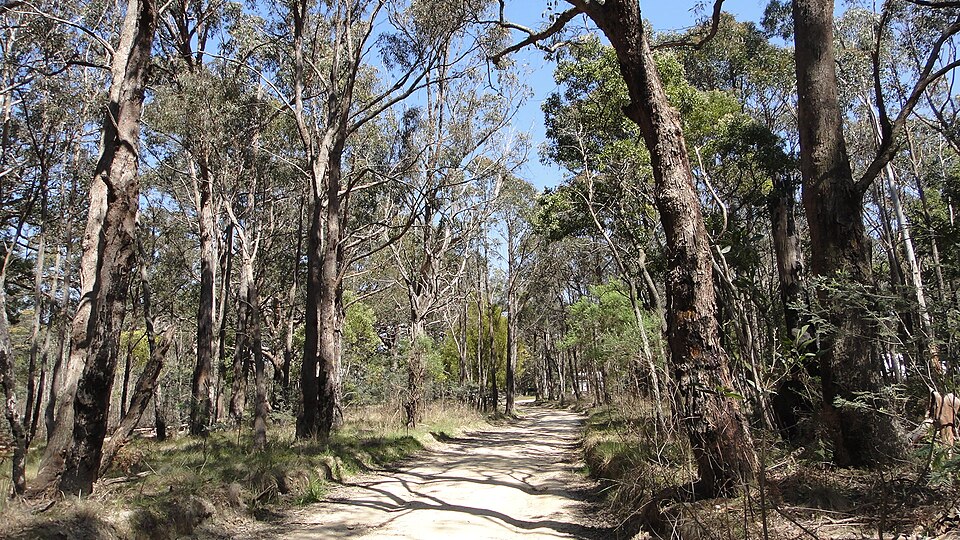 Mount Macedon — forest surrounds