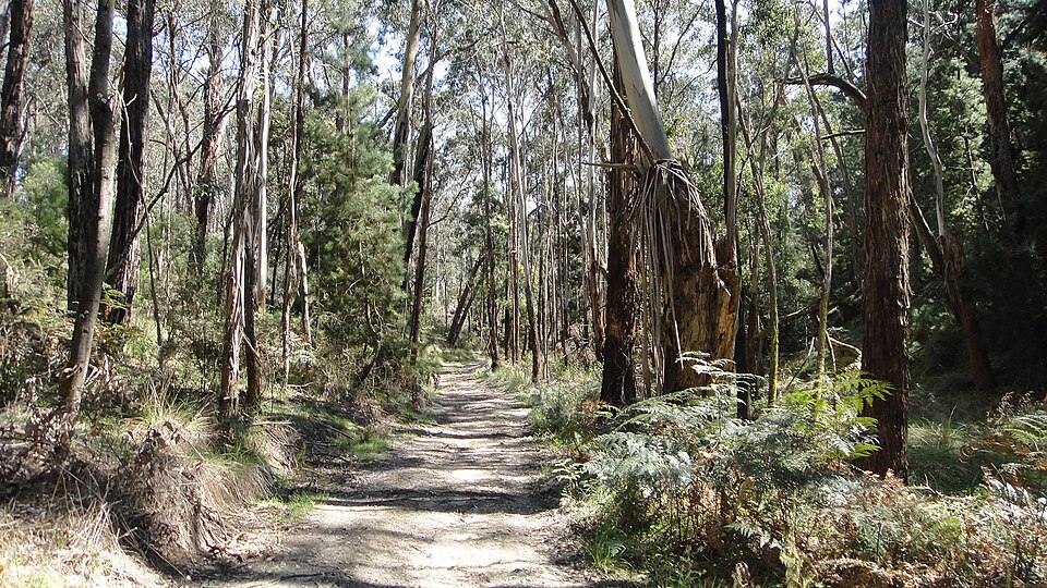 Mount Macedon — bushland summit area